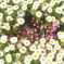 ☆カフェの花壇☆