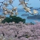 桜満開の松島