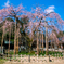 しだれ桜