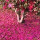 一面の花びら