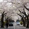函館、桜ヶ丘通り