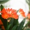 お花