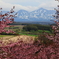 残雪と蝦夷山桜