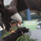 鳥使い