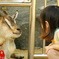 チキータの春