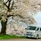大きな桜の木の下で♪