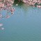 お花見カモ～♪