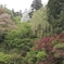 見上げる森