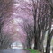 雨の桜並木