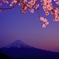 夜桜を冠した富士山