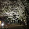 夜桜　上田城