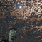 夜桜と月