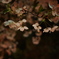 夜桜
