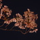 暗闇で見た桜