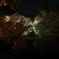 夜桜　上田城