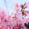 桜２