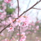 桜３