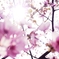2012 Sakura-03