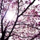 2012 Sakura-10