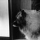 主人を待つ老犬