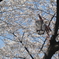 街灯と桜