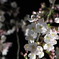 夜桜