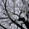 満開した桜木