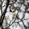 冬桜