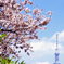 東京好日