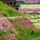 町ぐるみ芝桜