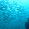 魚壁