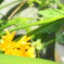 P4290039