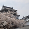 桜と城