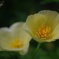 花菱草
