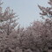 春