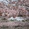 春