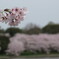 春