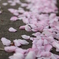 桜チル