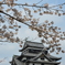 桜と松江城