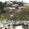 被災地に咲く桜