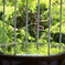 GREEN OVERFLOW