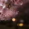 夜桜