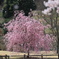 甘楽町小幡枝垂桜