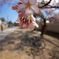 ポタリング桜