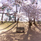 桜の座