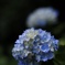 DSD_5019s