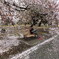 桜のじゅうたんの中での読書