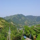 新緑茶