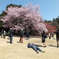 新宿御苑の寒桜と人々