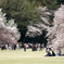 桜見とその群衆